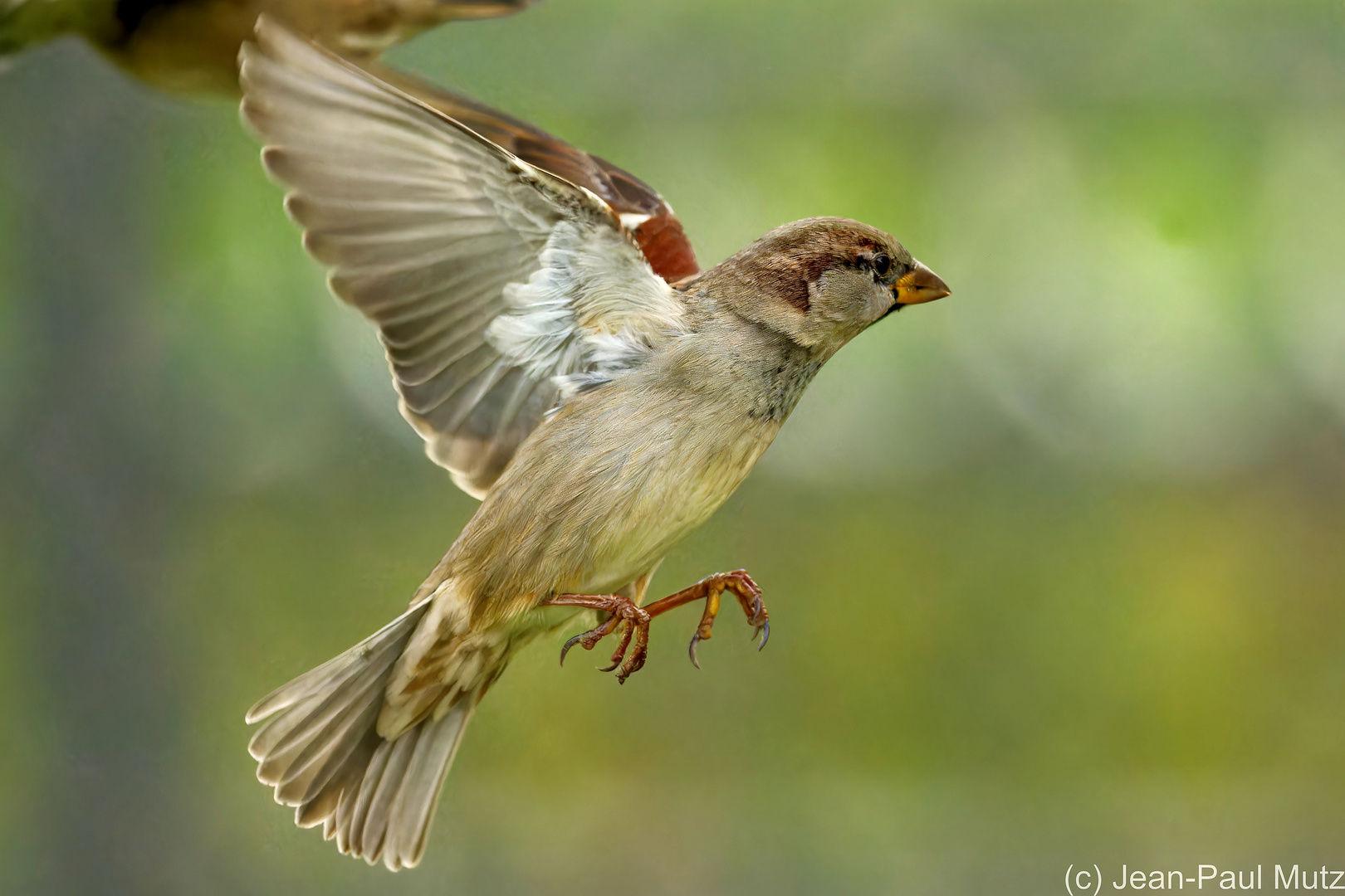 Le moineau  -   Der Spatz