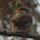 le moineau