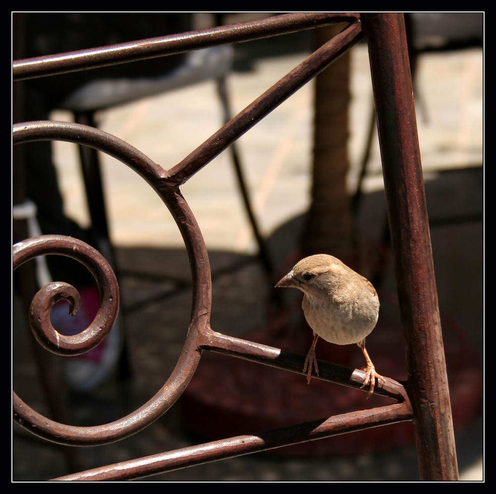 Le Moineau