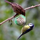 le moineau & la mésange