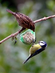 le moineau & la mésange