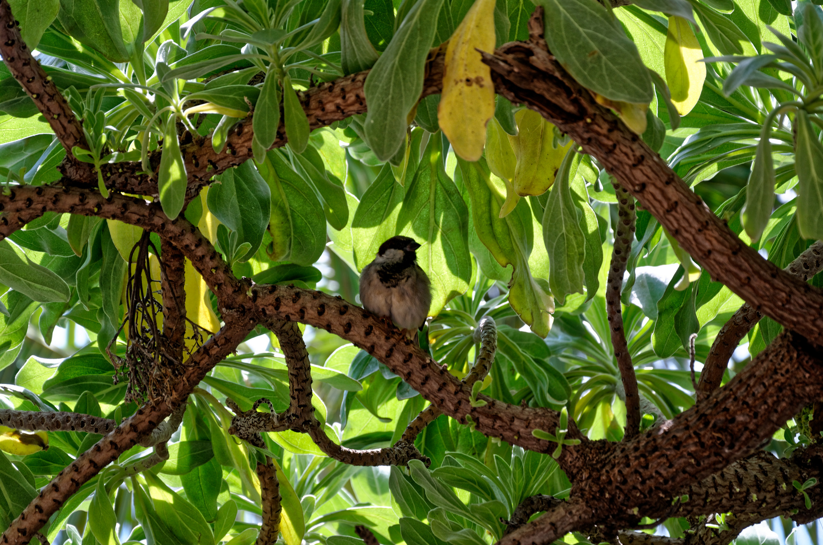 le moineau réunionnais 