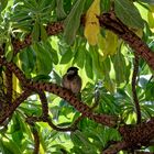 le moineau réunionnais 