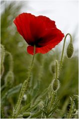 * le moment des coquelicots *