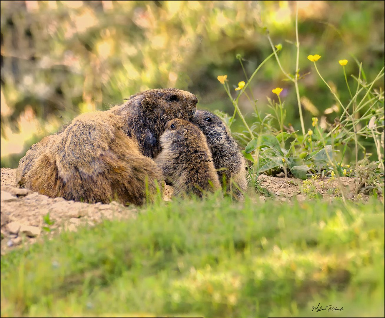 Le moment tendresse