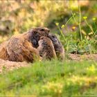 Le moment tendresse