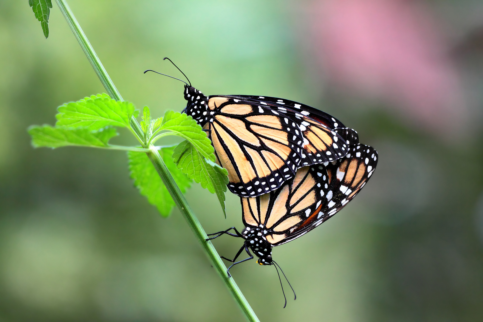 le monarque 3 photo et image macro nature, macro insectes, papillons
