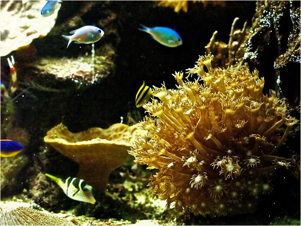 Le monde des coraux 1 - Aquarium des lagons, Nouméa - Goniopora et ses visiteurs.