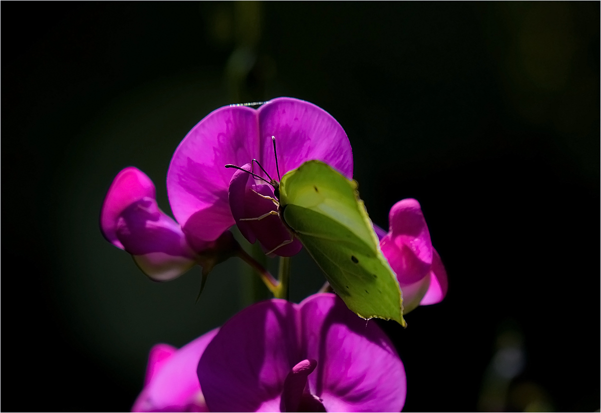 Le monde des fleurs