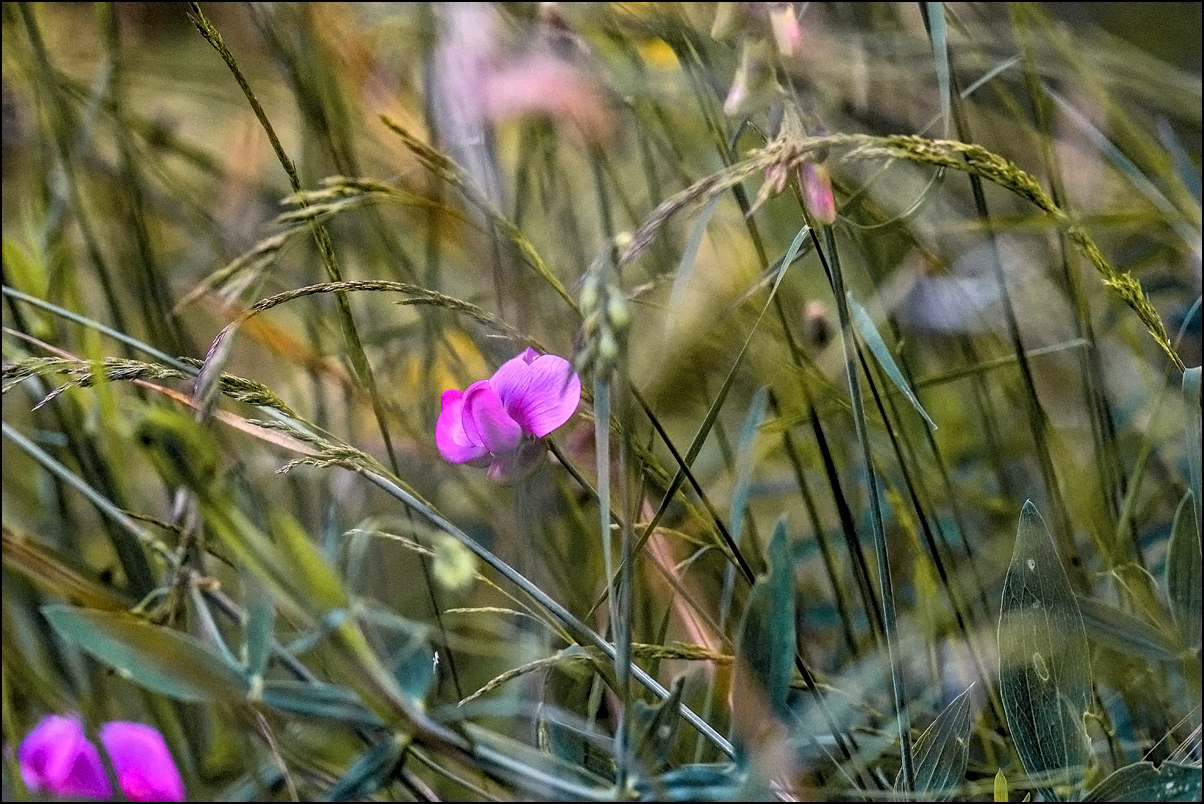 Le monde des fleurs