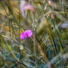 Le monde des fleurs