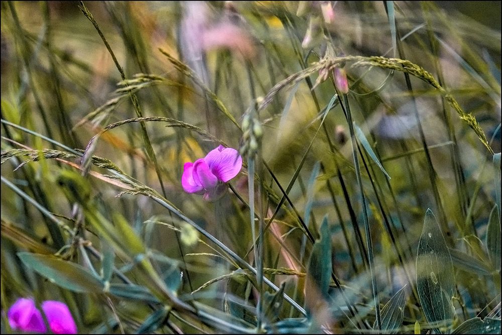 Le monde des fleurs