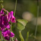 Le monde des fleurs