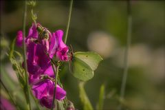 Le monde des fleurs