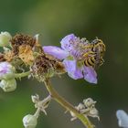 Le monde des fleurs