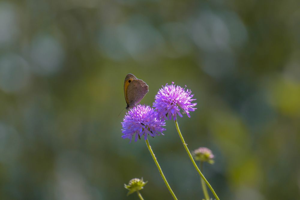 Le monde des fleurs