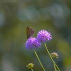 Le monde des fleurs