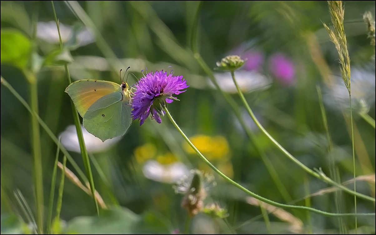 Le monde des fleurs