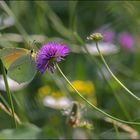 Le monde des fleurs