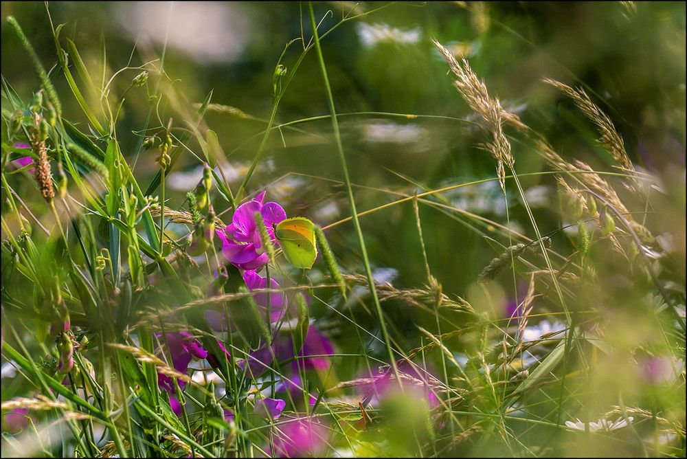 Le monde des fleurs