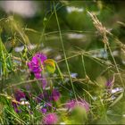 Le monde des fleurs