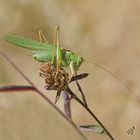 Le monde des insectes.....