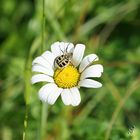 Le monde des insectes ... la trichie Fasciée