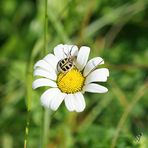 Le monde des insectes ... la trichie Fasciée