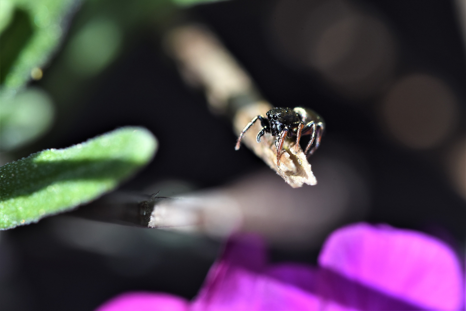 Le monde des petits photo et image | macro nature, fotos, france Images