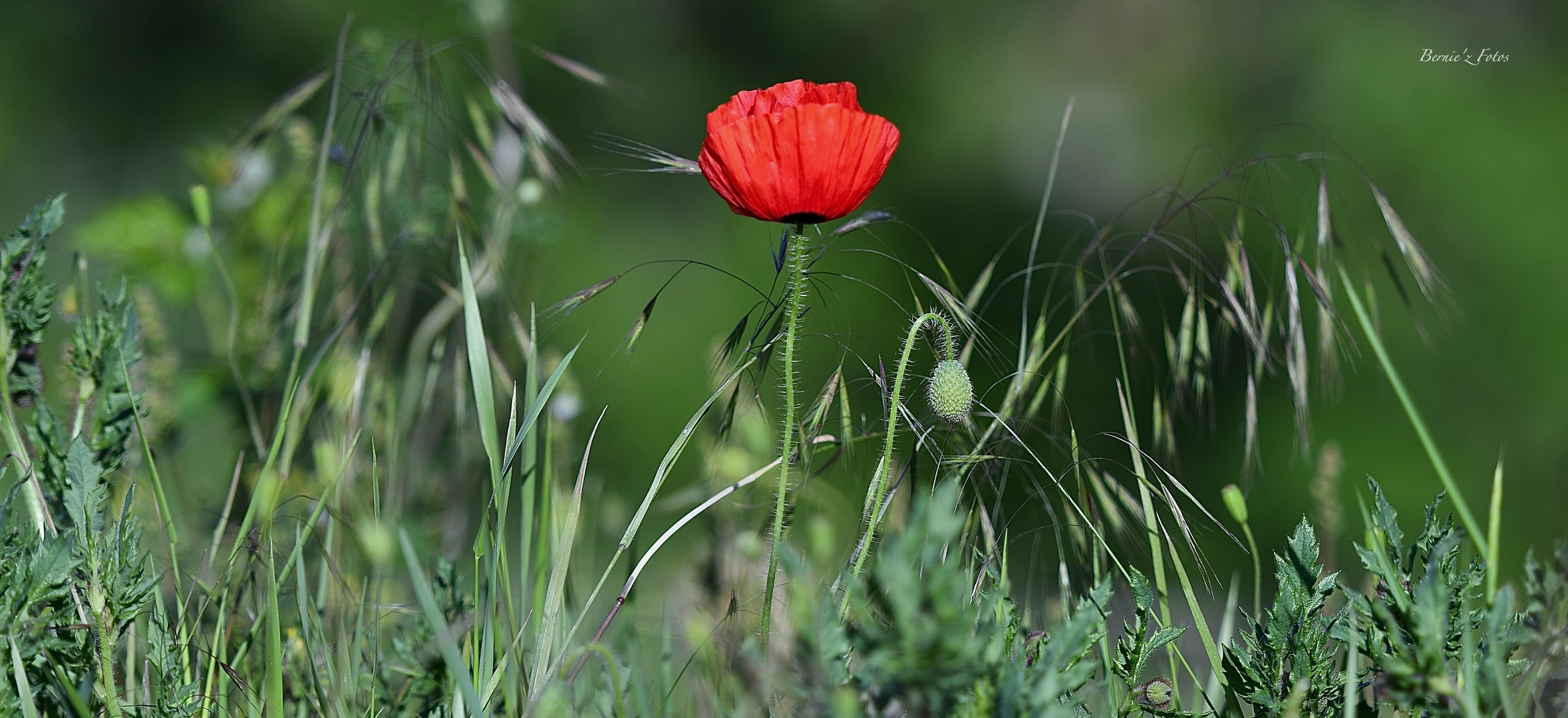 Le monde du coquelicot