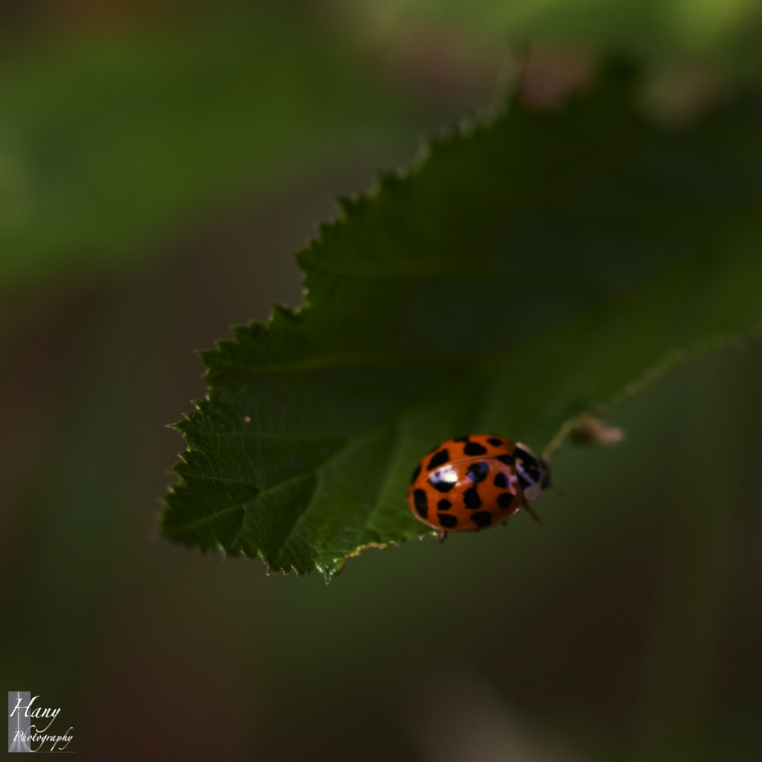 Le Monde d'une Coccinelle