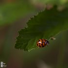 Le Monde d'une Coccinelle