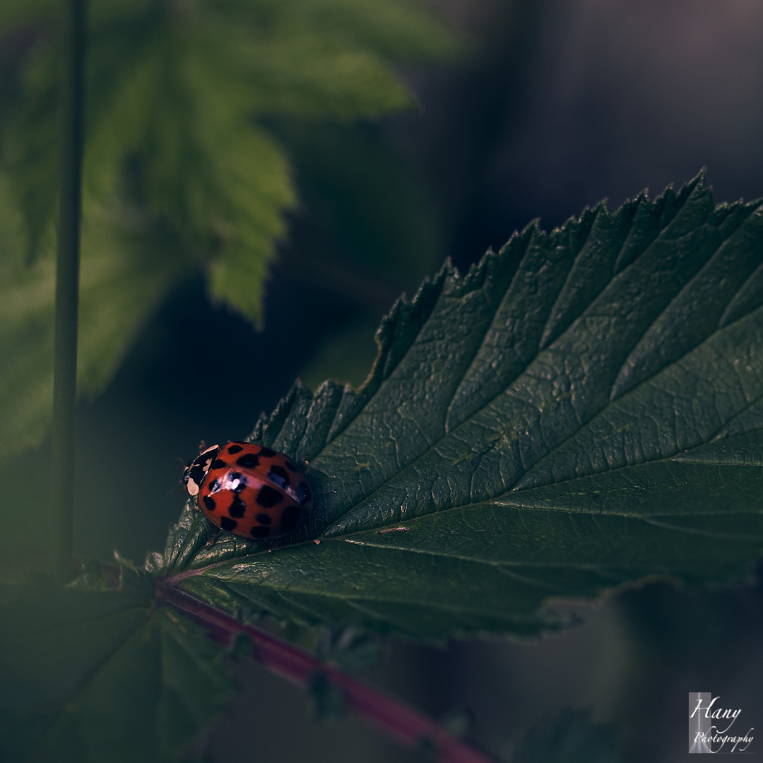 Le Monde d'une Coccinelle