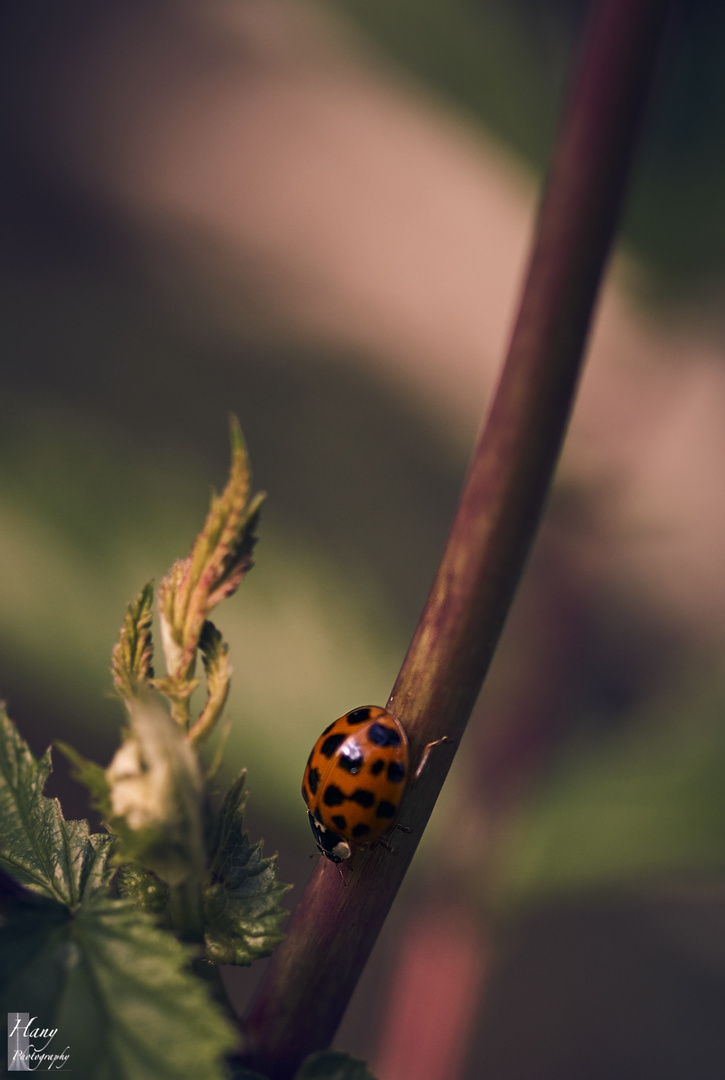 Le Monde d'une Coccinelle