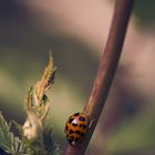 Le Monde d'une Coccinelle