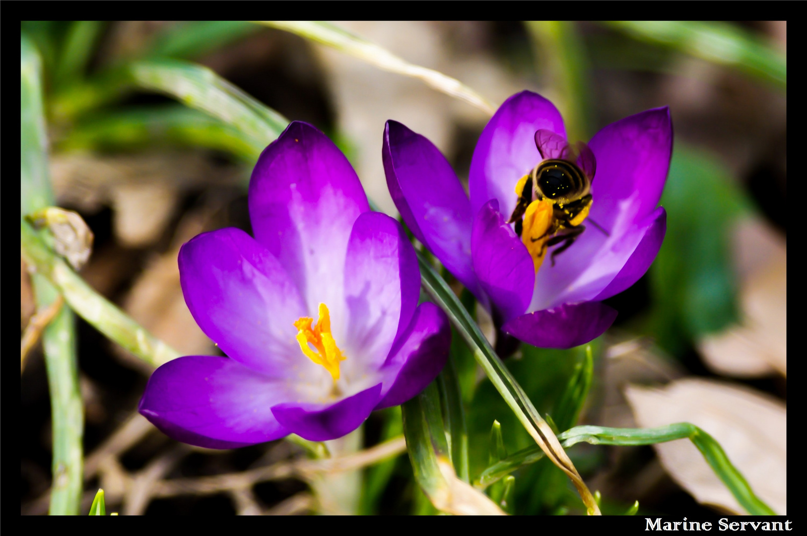 Le monde merveilleux de l'abeille