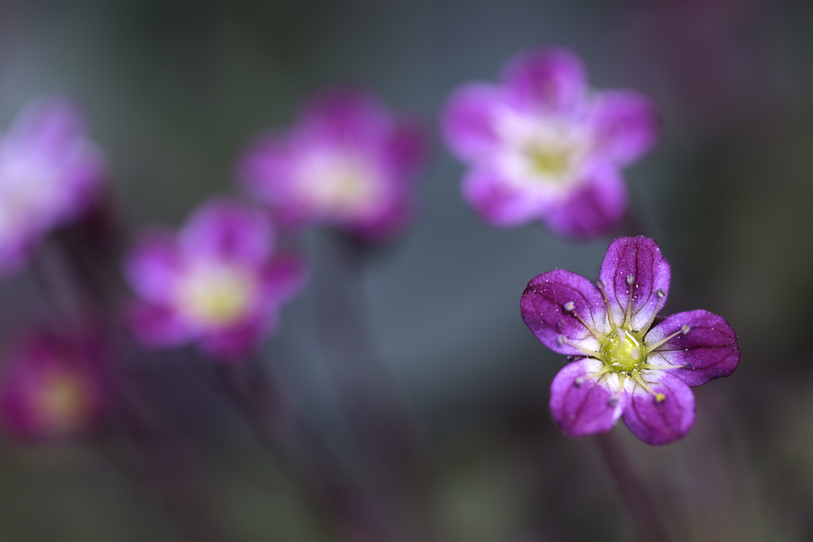 Le monde minuscule des fleurs