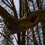 Le monstre des bois -