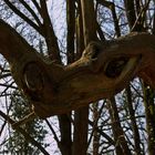 Le monstre des bois -