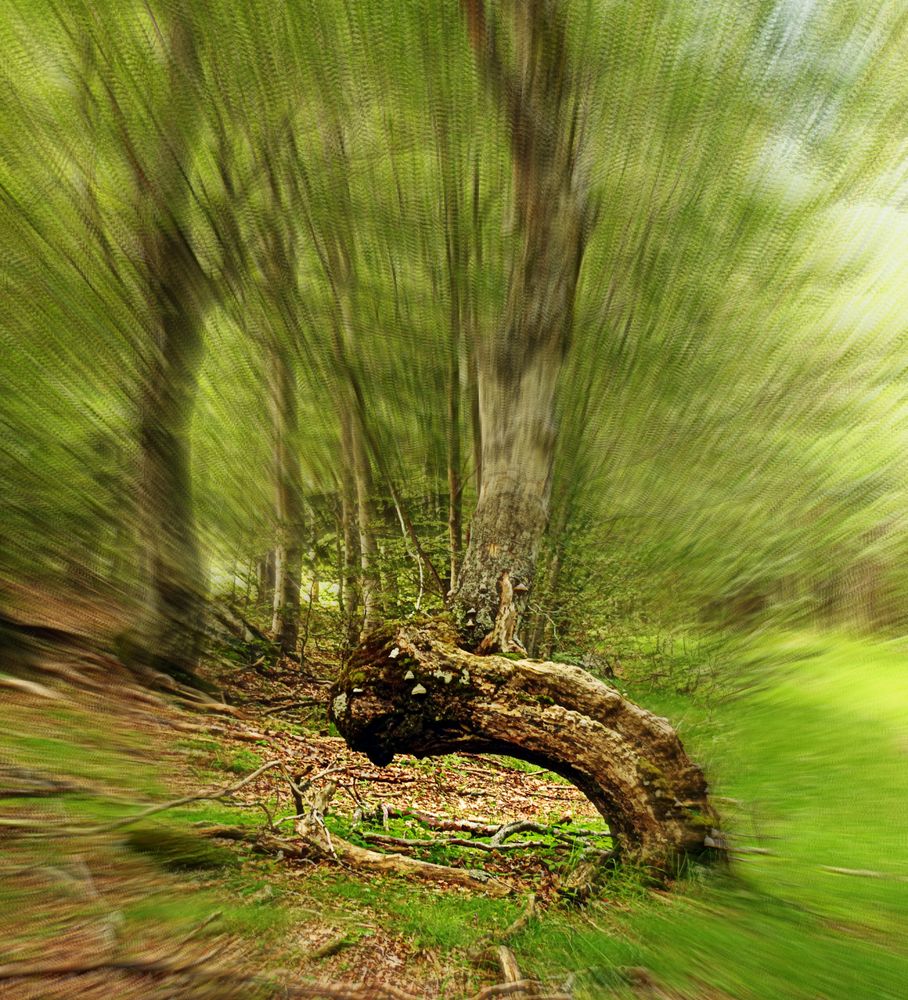 le monstre des bois se lève ......