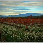 Le Mont Ventoux