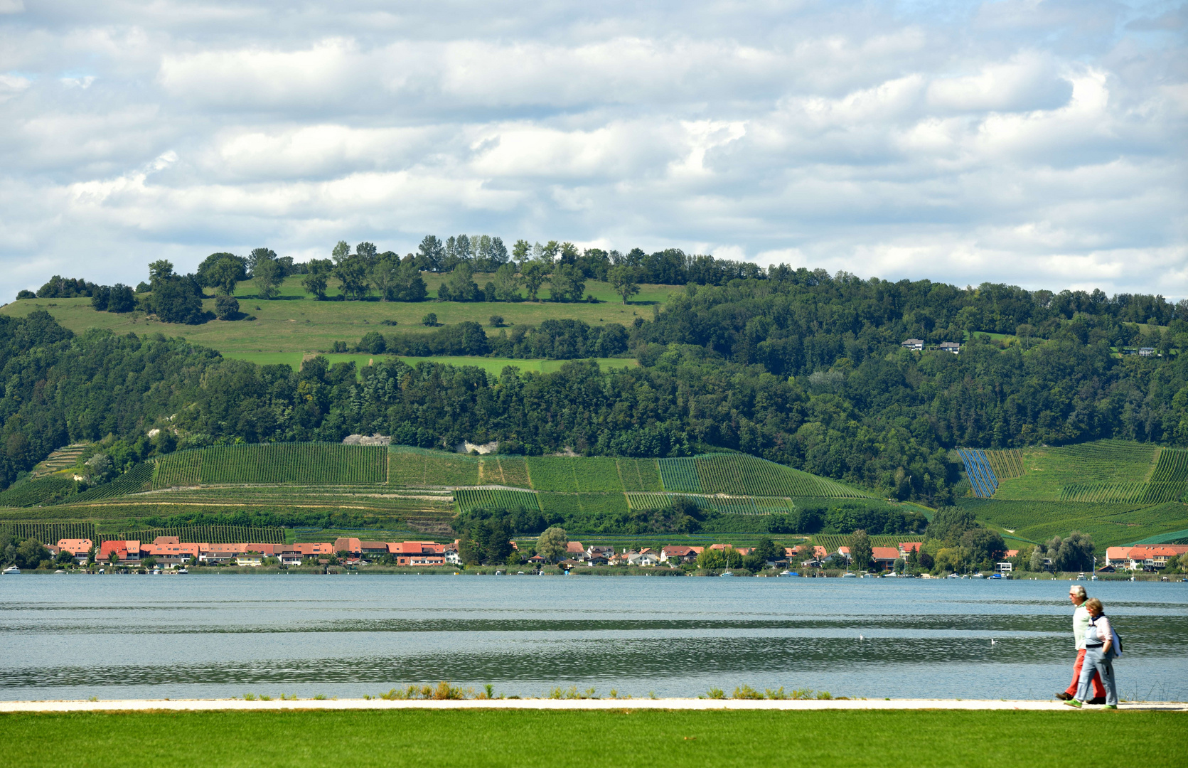 Le Mont-Vully (653 m/alt.) et son vignoble ...