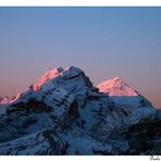 le montagne timide