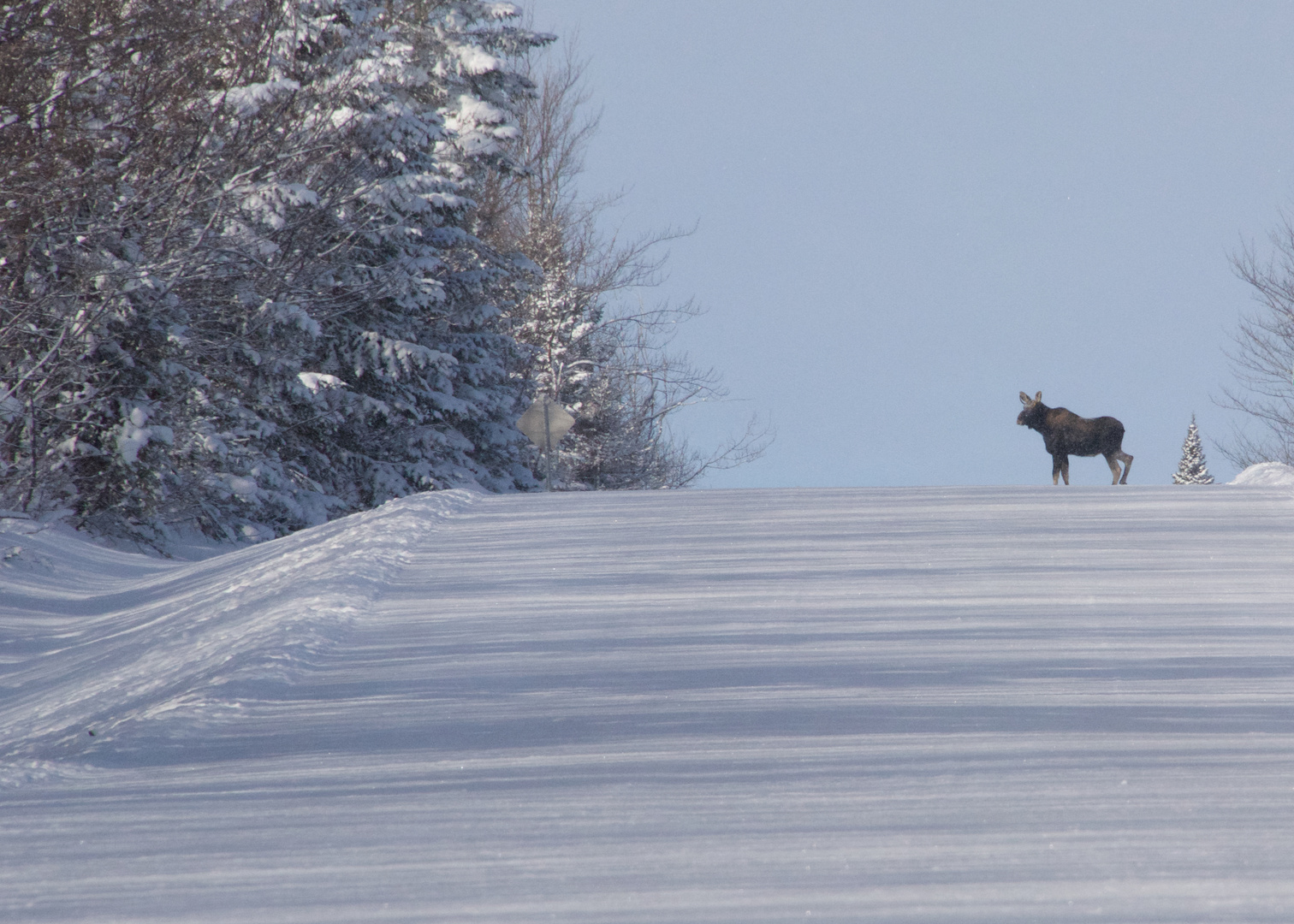 Le "Moose" aux aguets.