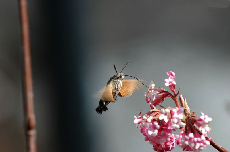 Le Moro sphinx ou Sphinx colibri