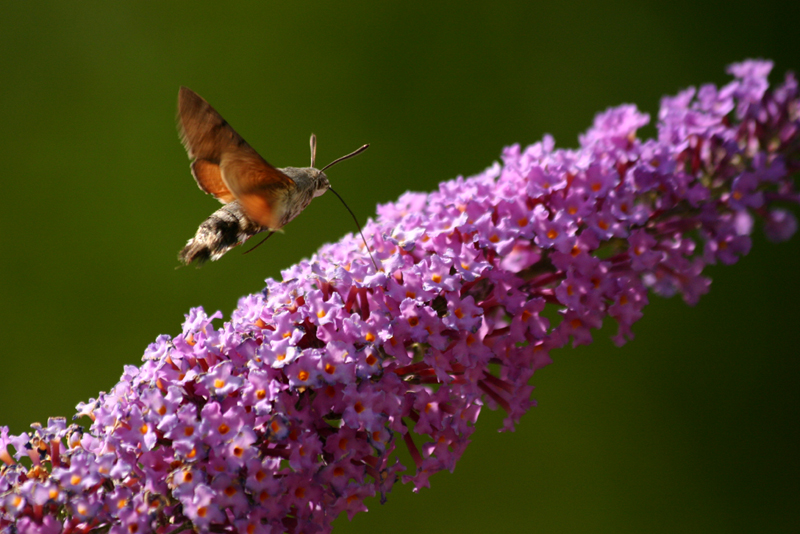 LE MORO SPHINX OU SPHINX COLIBRI (Macroglossum stellatarum)