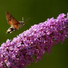 LE MORO SPHINX OU SPHINX COLIBRI (Macroglossum stellatarum)