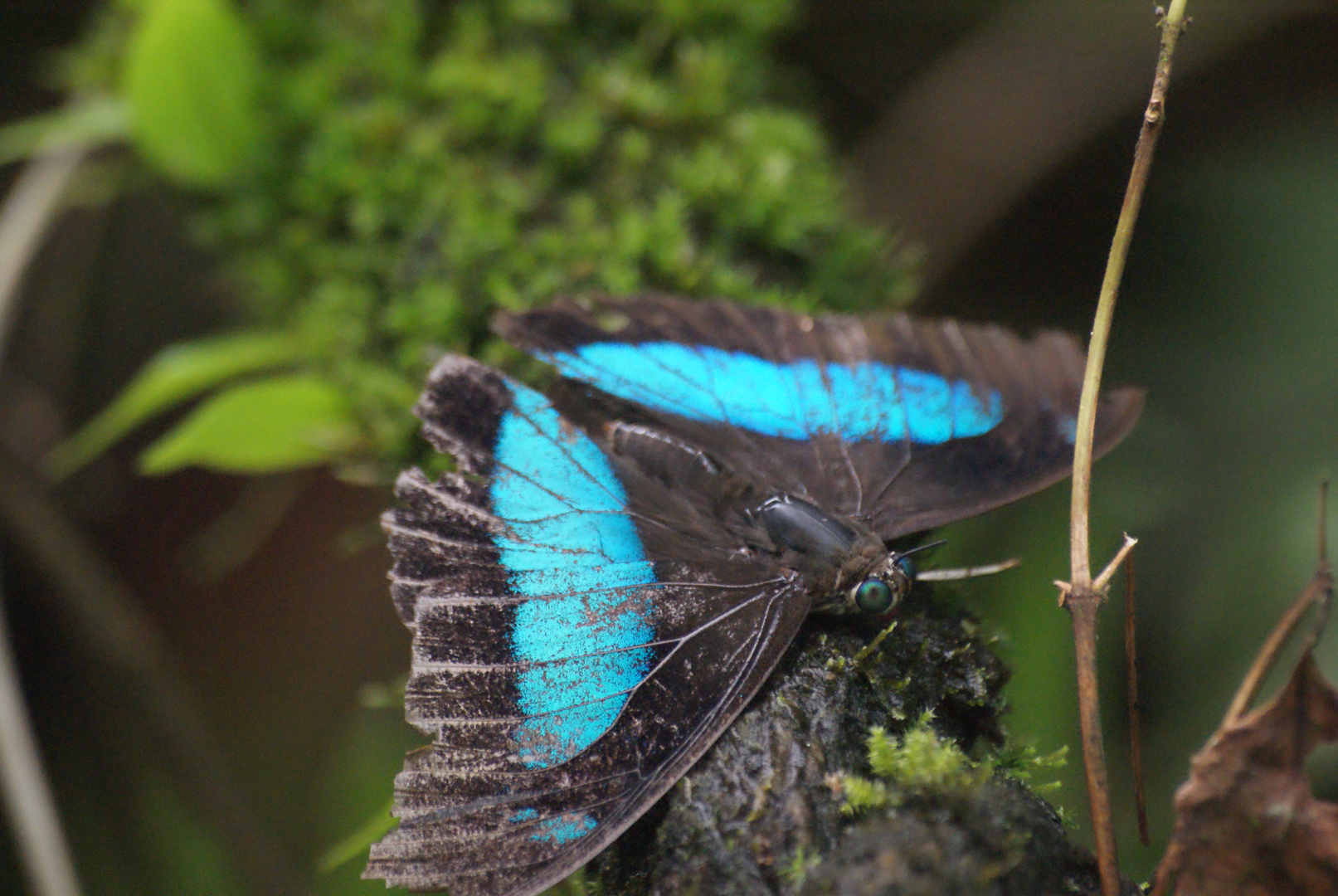 le Morpho