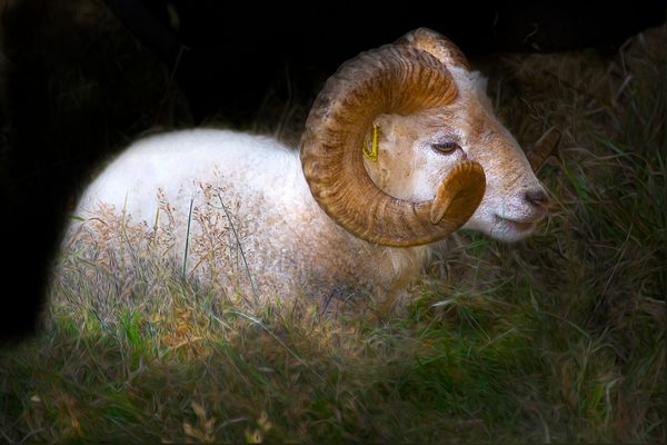 Le mouflon