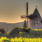 LE MOULIN DANS LA VIGNE